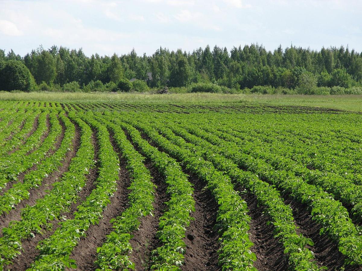 Новый сорт картофеля 'Багира': прорыв для агрономии Свердловской области