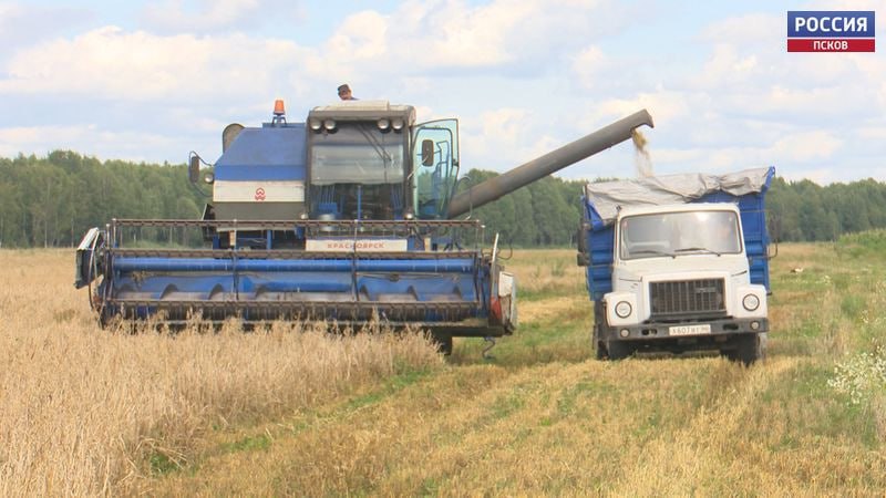 81 млрд рублей превысил объем производства сельхозпродукции в Псковской области в 2025 году