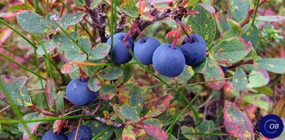 ��� ��������� ��������� ��������: ������ ��� ������������� ����