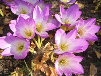 ���� �������� ����: ������������ � ��� �����������