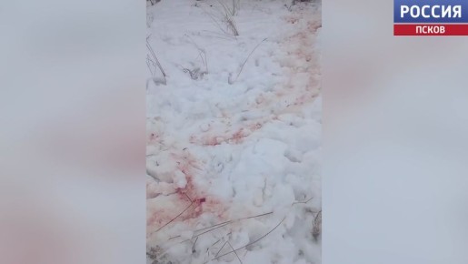 В Палкинском округе орудуют волки