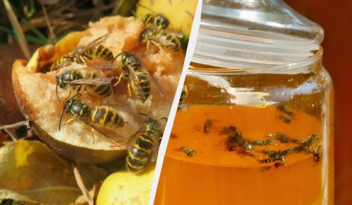 ��� ���������� �� ���� � ������� ��������� ��������: ������ � �������