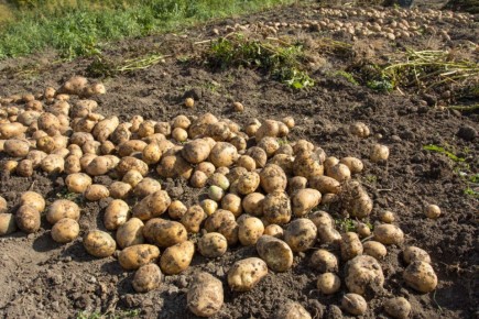 ��� ��������� ������ ���������: ������ ��� ������� ��������