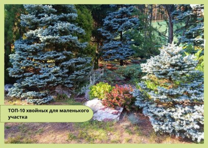 Маленький участок и хвойные: как выбрать идеальные деревья для газона