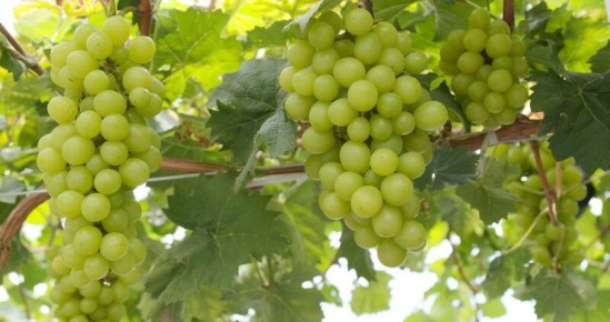 Как правильно подрезать виноград для крупных гроздей