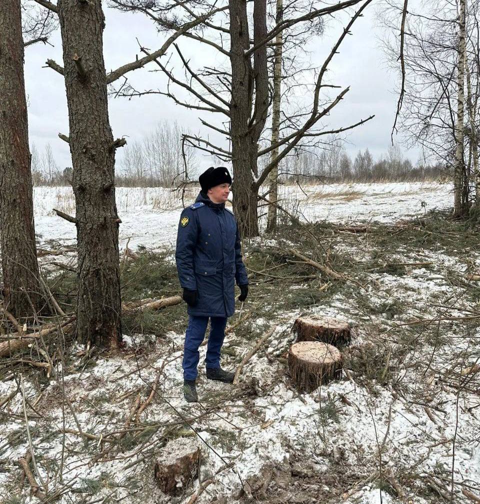 По требованию природоохранной прокуратуры возбуждено уголовное дело о незаконной вырубке почти 200 сосен По требованию природоохранной прокуратуры возбуждено уголовное дело о незаконной вырубке почти 200 сосен