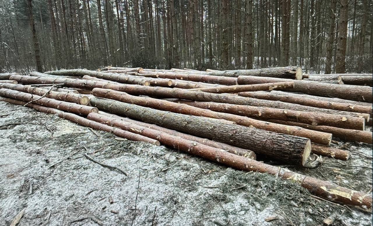 По требованию природоохранной прокуратуры возбуждено уголовное дело о незаконной вырубке почти 200 сосен