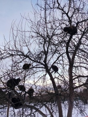 ��������: � ������������������ ����� ���������� ���������� ����