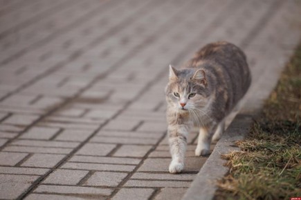 ����� ��������� �����. ������������