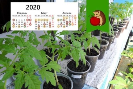 ��������� ��� ��� ������� ���������: ����� � ������ ����� �������