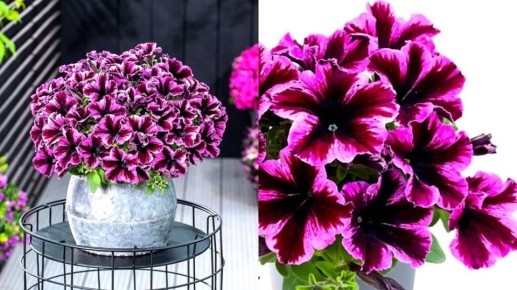 �����, ������� ������ ������: ������������, ������� � ������ ������ ��������