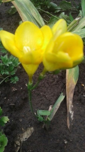 ������ ����: ����������� ������ � ����