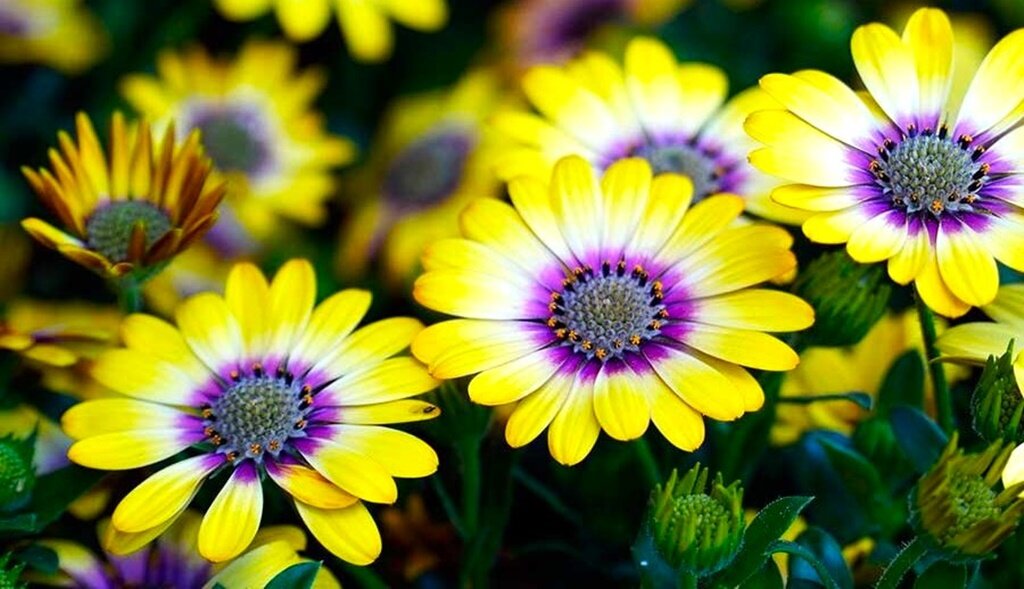 Засухоустойчивые цветы для занятых садоводов