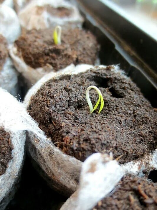 Как избежать распространенных ошибок при подготовке семян для рассады