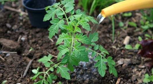 Эффективные методы борьбы с фитофторой на помидорах