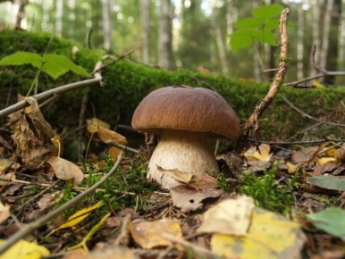 Выращивание белых грибов на даче: как это сделать просто и эффективно