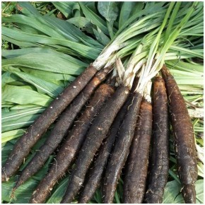 ����� �� �������: ������������ ���������� �������� ���������