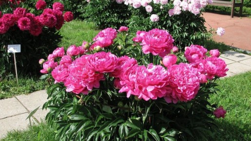 �����, ������� ������� ���� ������