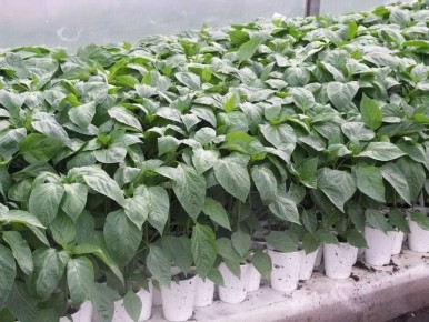 Экономия на садоводстве: как аптечная янтарная кислота заменяет дорогие стимуляторы