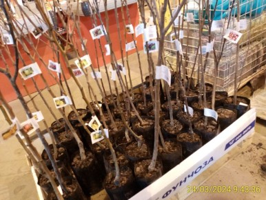 ������� ����� ��� �� �������: ������� �� ��������� � ������