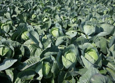 ��� ��������� ������� ������� ������ �������: ������ �������� ��������