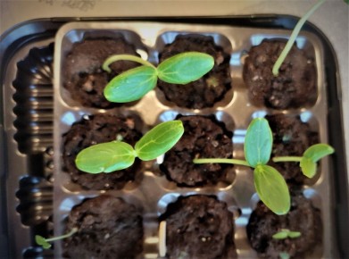 Июль — время для нового начала: как получить осенний урожай огурцов в теплице