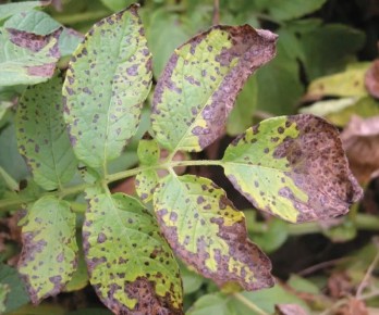 Как защитить картофель от альтернариоза: советы по борьбе с грибком