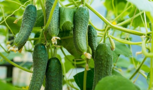 ��� �������� ������� ����������� ������ ������� � ���� ������