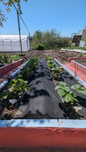 Тестирование сортов клубники: какие из них достойны вашего внимания?