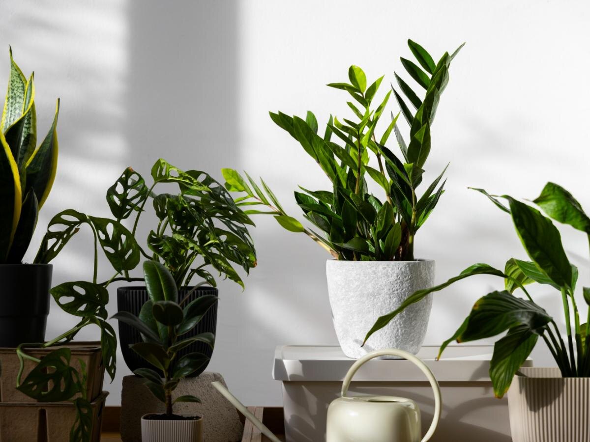 Замиокулькас: секреты успешного зимнего ухода