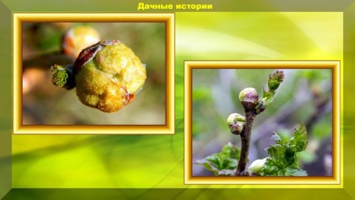 Эффективные народные средства против вредителей: секреты от садоводов