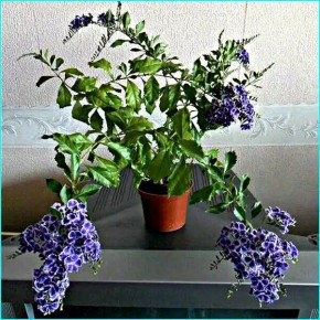 ������� ���������: ��� ������� ����������� ����� � ���� ����