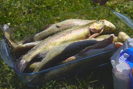 ������ ������� �� ���� �� ������ �������