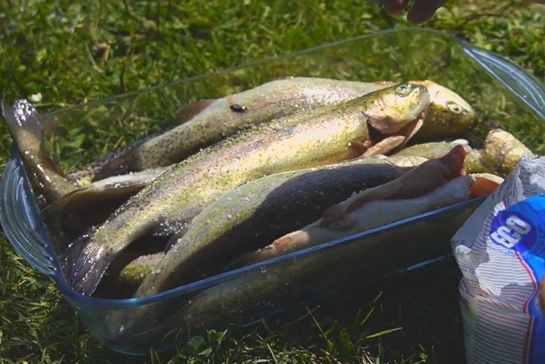 Рецепт шашлыка из рыбы на свежем воздухе