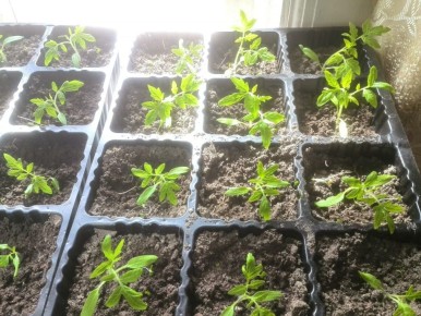 Успехи в выращивании рассады томатов сорта Бычье сердце