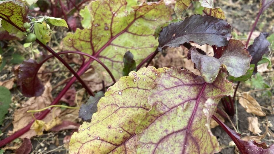 ��� ��������� �������� ���������� ������� ��� ��������� ������