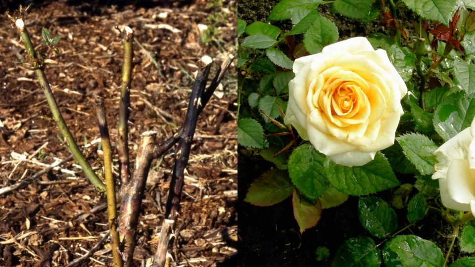 ��� ������������ ��������� ����: ������� ��������� ��������