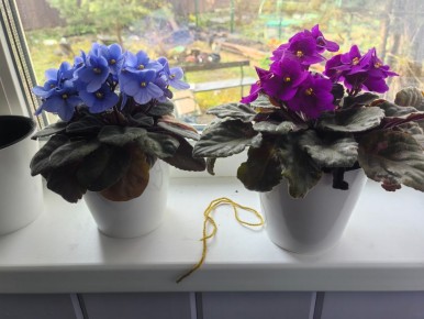 ��� ���������� ������ �� ������ � ������ � ������