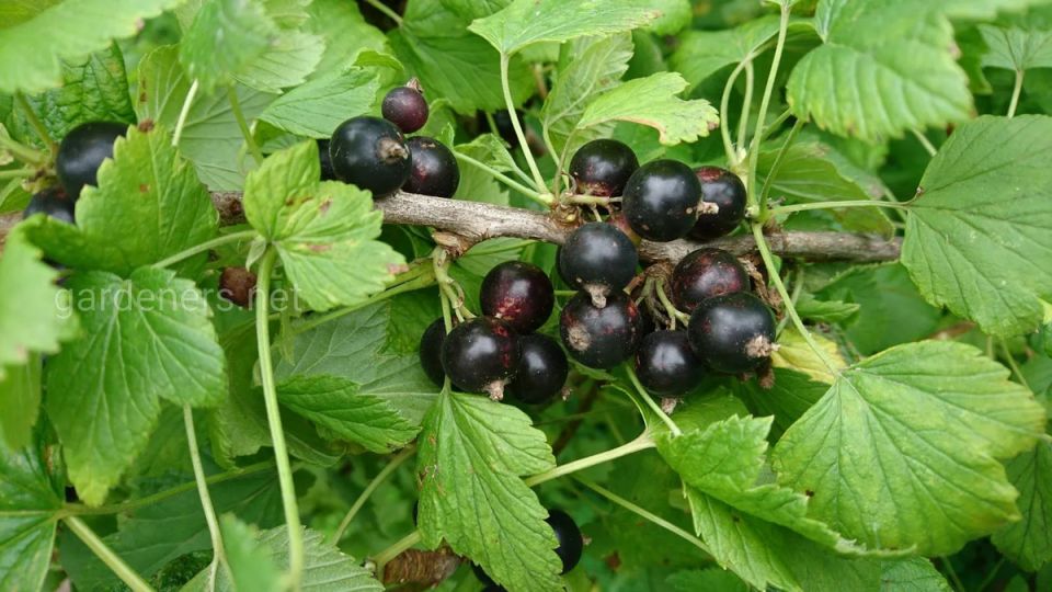 �������� ������ ������ � ��� �� ���������: ��� ����������� � ���� ������?