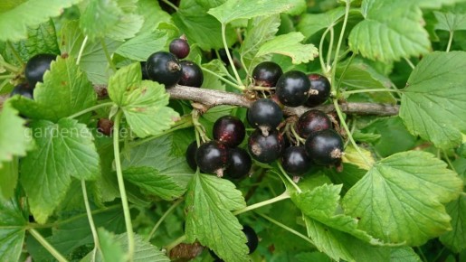 Народные методы борьбы с тлёй на смородине: что попробовать в этом сезоне?