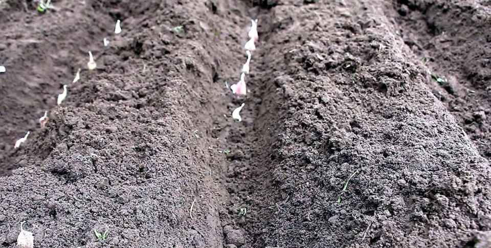 ������ �� ����� �����: ��� ��������� ����������� ����� ��� �������� ������