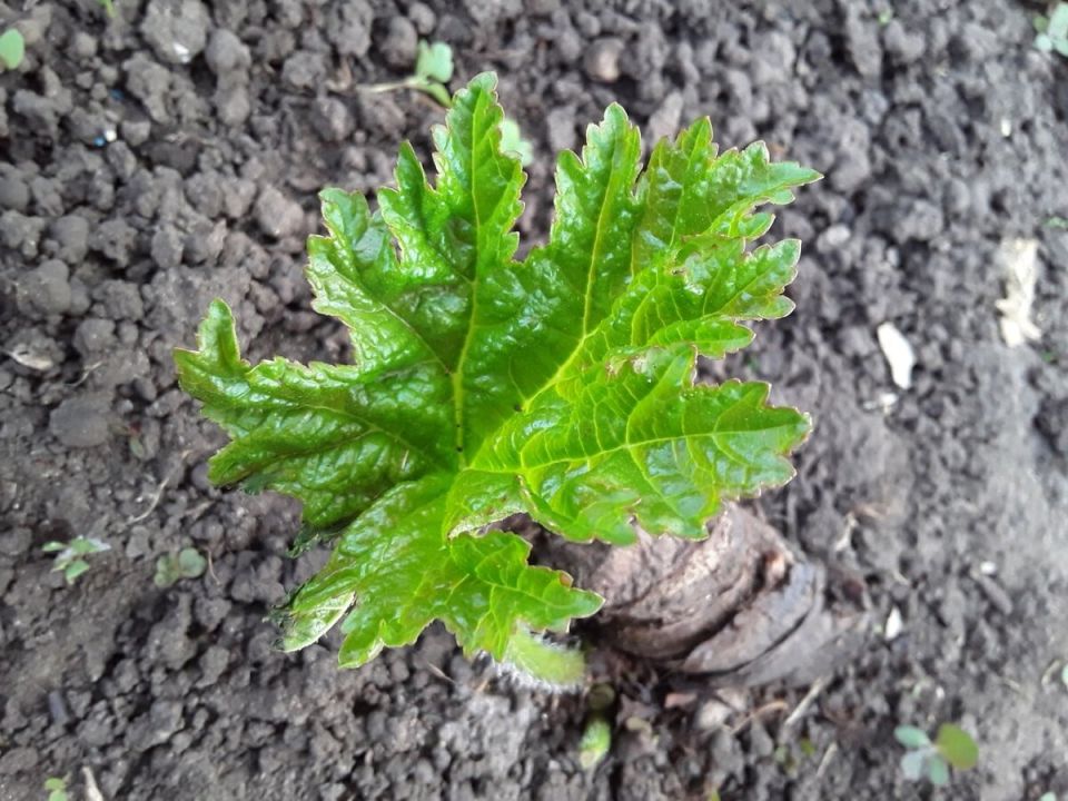 ��� ���������� �������� ������� ��� ����: ���������� ������������