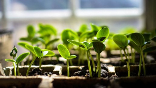 Как защитить рассаду: лучшие методы опрыскивания для крепких растений