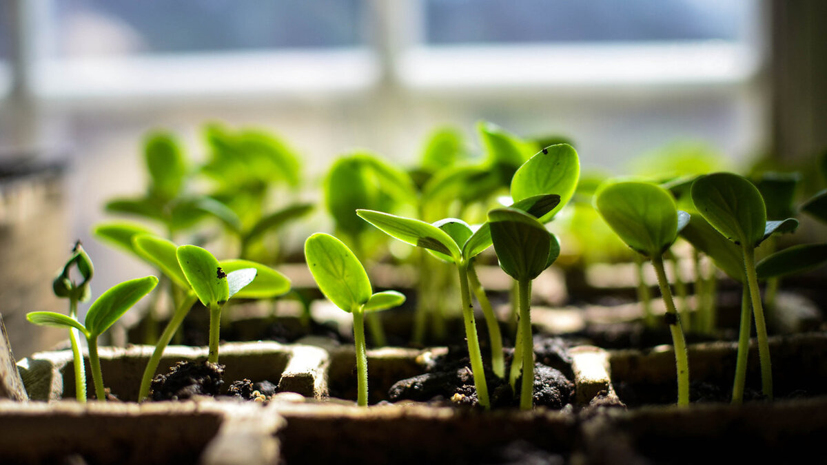 Как защитить рассаду: лучшие методы опрыскивания для крепких растений