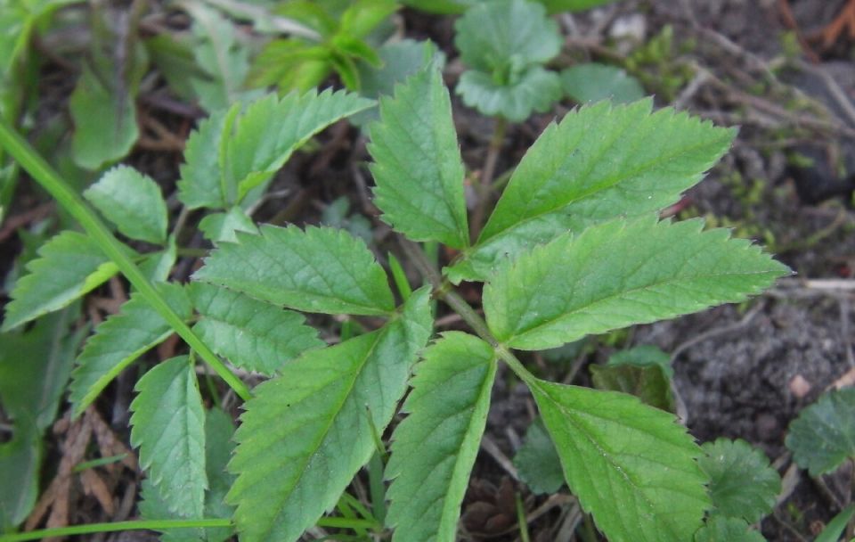 ����������� ������ ������: ��� ���������� �� ����� �� ���� �����