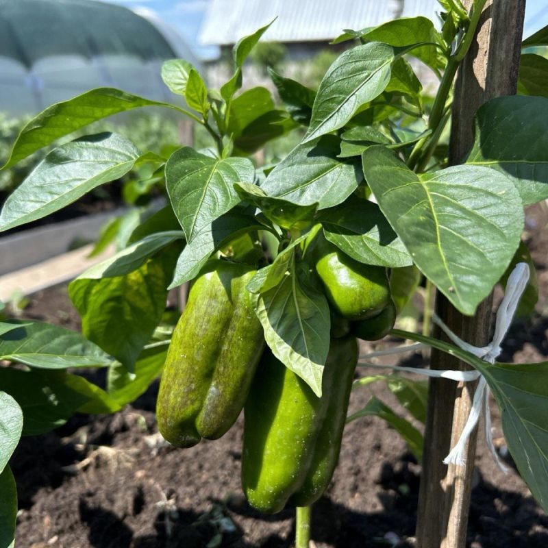 ��� revital��������� �������: ������ ������ ��� ��������� �����