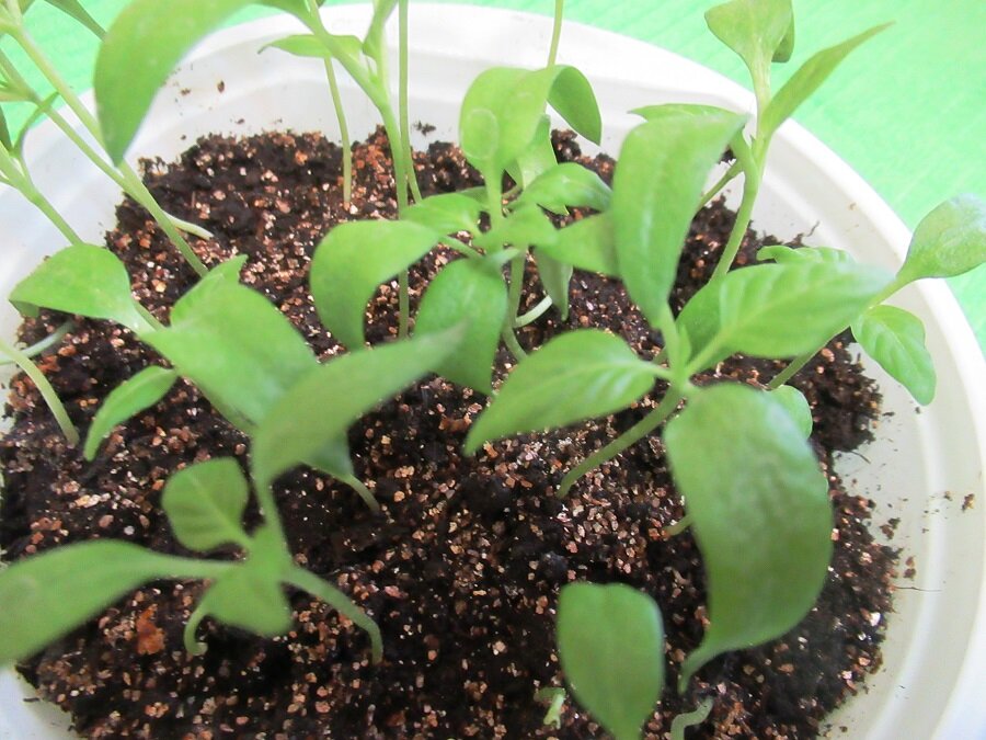 Тайны успешной подкормки рассады перца: простые рецепты и советы