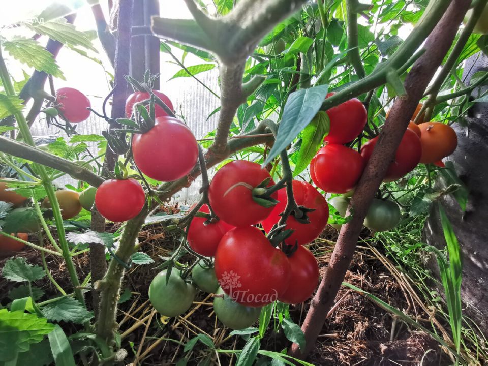 ��������� ������: ��� ������� ���������� ������ ��������� ��� ������ ������