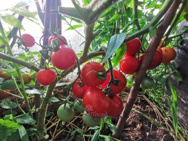 ��������� ������: ��� ������� ���������� ������ ��������� ��� ������ ������