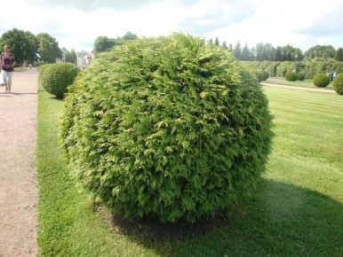 ��� ������� ����������� ������� �������� ��� ������ ����: ������ � ������������